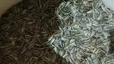 تصویر 2 از قیمت نان خشک تخمه آفتابگردان + خرید باور نکردنی